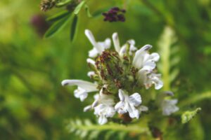 shamdun herbal tea